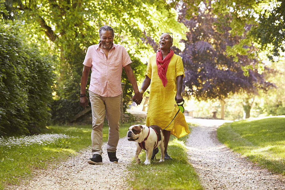 Senior Couple Walking With Pet Bulldog In Countryside Older adult couple walking pet dog on a leash and holding hands.